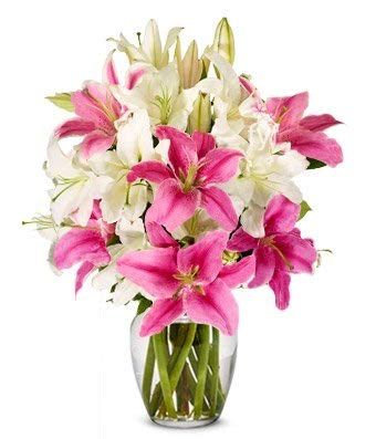 Flowers - Stunning Pink and White Lilies (Free Vase Included)