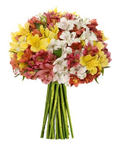 Premium Alstromeria Peruvian Lilies by Eflowerwholesale (100 blooms)