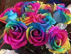 Flowers - One Dozen Wild Rainbow Roses (Free Vase Included)