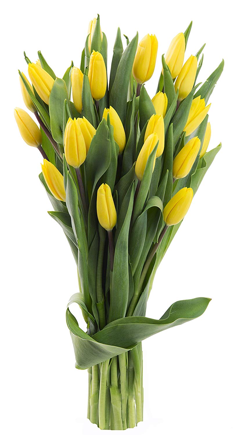 Blooms2Door 20 Yellow Tulips (Farm-Fresh Flowers, Cut-to-Order, and Homegrown in the USA)