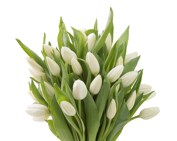 Blooms2Door 30 White Tulips (Farm-Fresh Flowers, Cut-to-Order, and Homegrown in the USA)