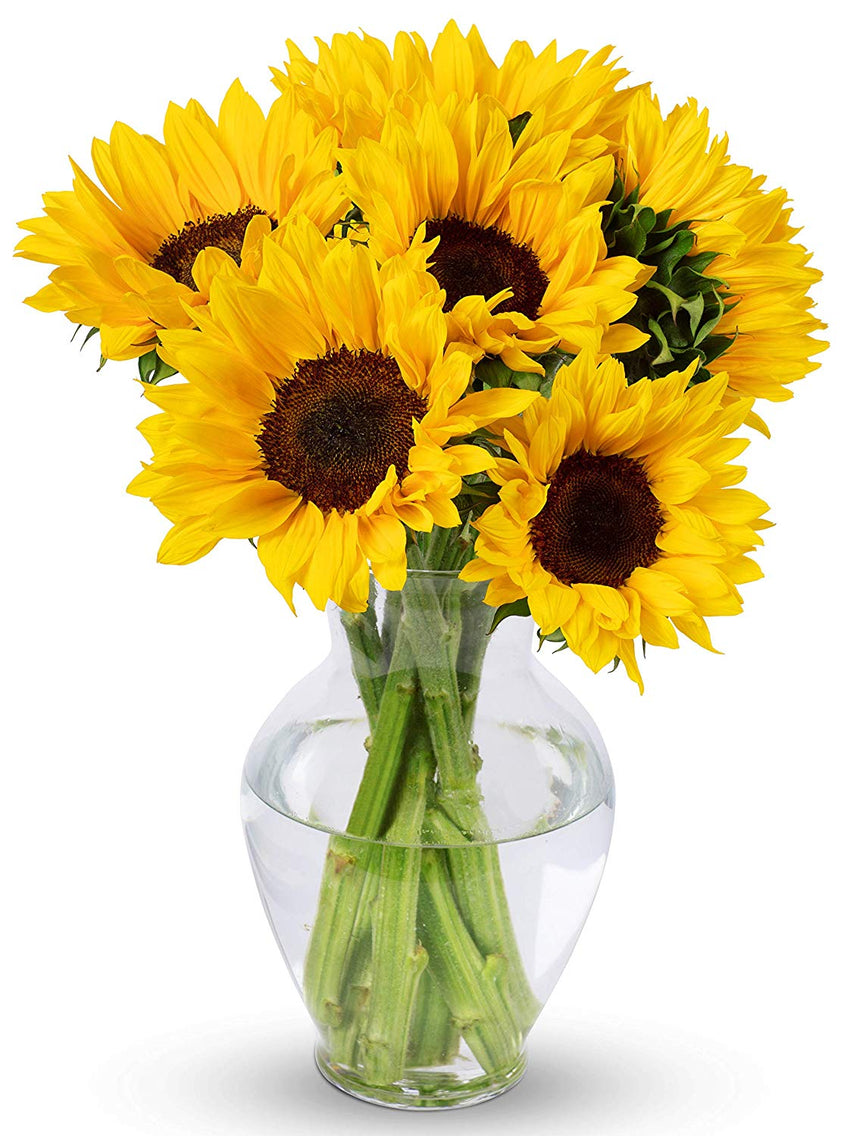 Benchmark Bouquets Yellow Sunflowers, With Vase (Fresh Cut Flowers)