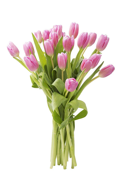 Blooms2Door 20 Pink Tulips (Farm-Fresh Flowers, Cut-to-Order, and Homegrown in the USA)