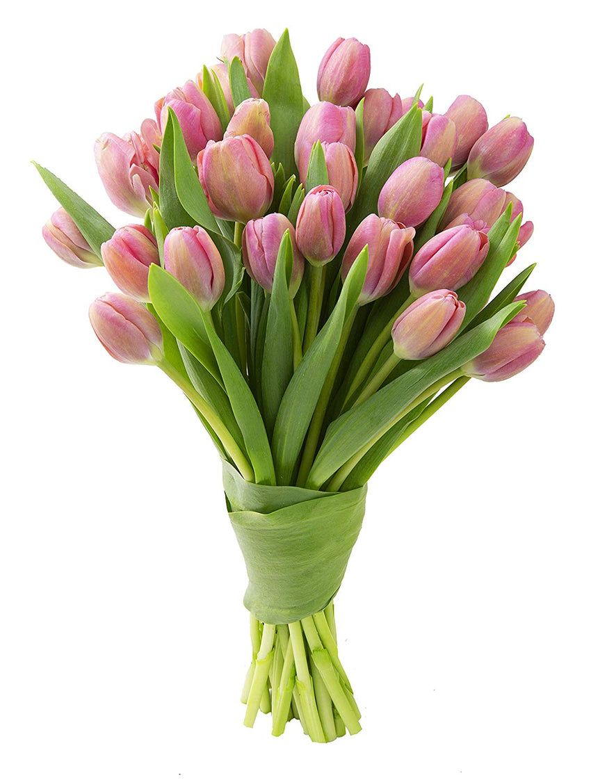 Blooms2Door 30 Pink Tulips (Farm-Fresh Flowers, Cut-to-Order, and Homegrown in the USA)