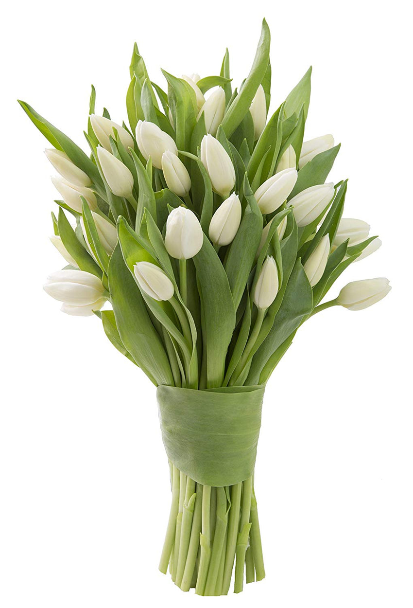 Blooms2Door 30 White Tulips (Farm-Fresh Flowers, Cut-to-Order, and Homegrown in the USA)