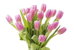 Blooms2Door 20 Pink Tulips (Farm-Fresh Flowers, Cut-to-Order, and Homegrown in the USA)