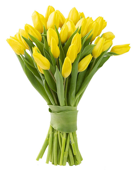 Blooms2Door 30 Yellow Tulips (Farm-Fresh Flowers, Cut-to-Order, and Homegrown in the USA)