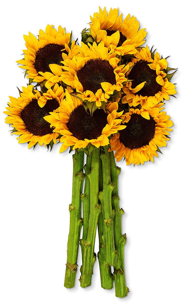 Benchmark Bouquets Yellow Sunflowers, No Vase (Fresh Cut Flowers)