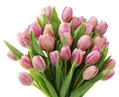 Blooms2Door 30 Pink Tulips (Farm-Fresh Flowers, Cut-to-Order, and Homegrown in the USA)