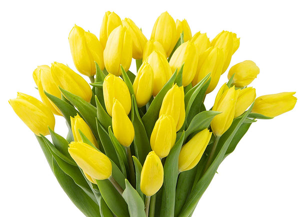 Blooms2Door 30 Yellow Tulips (Farm-Fresh Flowers, Cut-to-Order, and Homegrown in the USA)