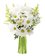 KaBloom Bountiful Beauty Bouquet of Fresh White Daisies