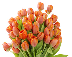 Blooms2Door 30 Orange Tulips (Farm-Fresh Flowers, Cut-to-Order, and Homegrown in the USA)