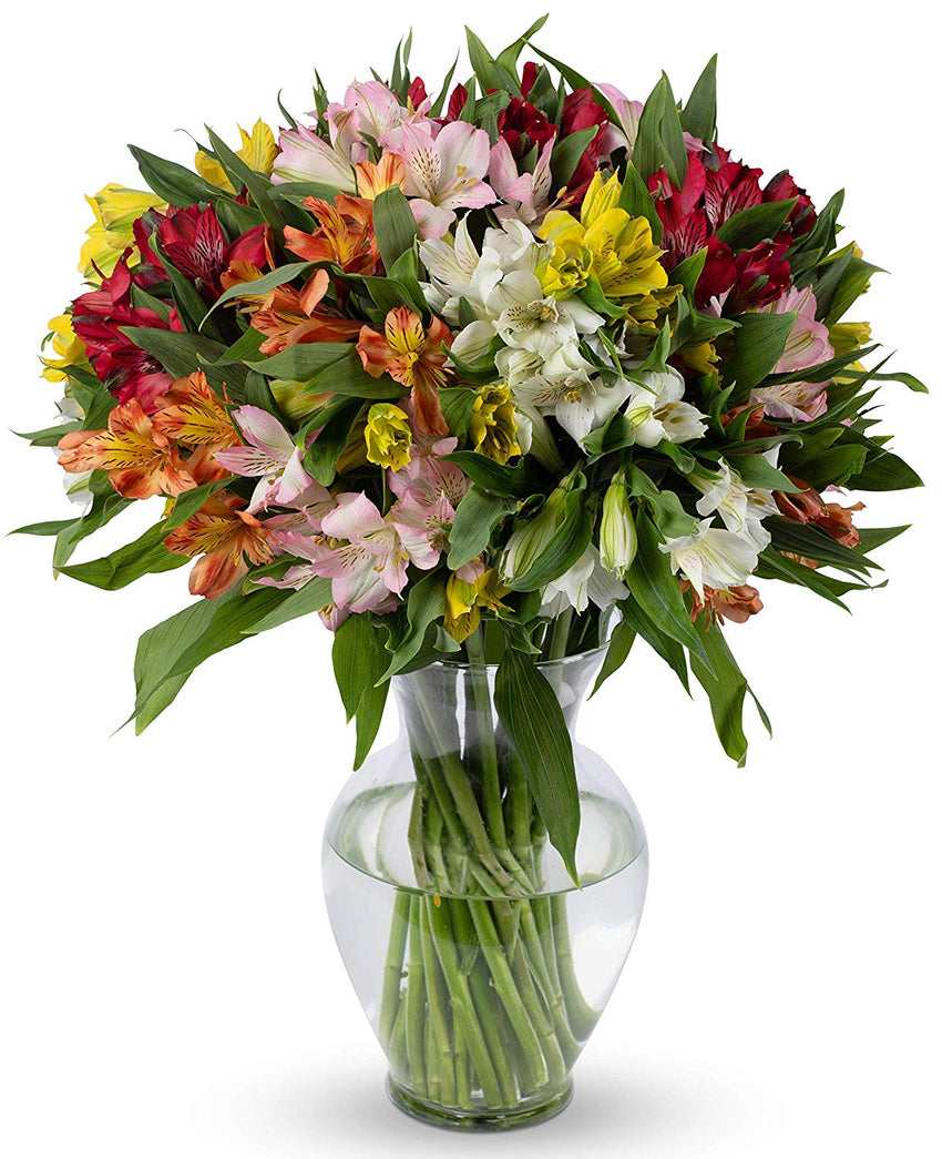 Benchmark Bouquets Assorted Peruvian Lilies, With Vase (Fresh Cut Flowers)