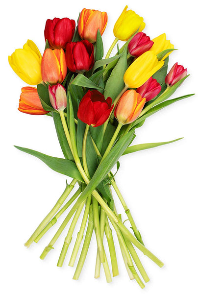 Benchmark Bouquets Multi-Colored Tulips, No Vase (Fresh Cut Flowers)