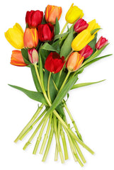 Benchmark Bouquets Multi-Colored Tulips, No Vase (Fresh Cut Flowers)