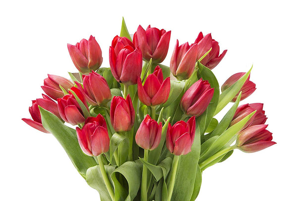 Blooms2Door 20 Red Tulips (Farm-Fresh Flowers, Cut-to-Order, and Homegrown in the USA)