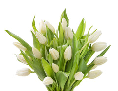 Blooms2Door 20 White Tulips (Farm-Fresh Flowers, Cut-to-Order, and Homegrown in the USA)