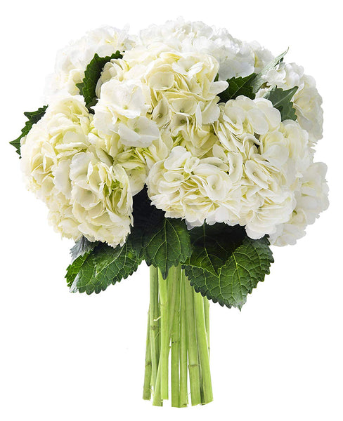 KaBloom A Dance with Fresh Colombian Hydrangeas: 6 White Hydrangeas