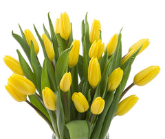 Blooms2Door 20 Yellow Tulips (Farm-Fresh Flowers, Cut-to-Order, and Homegrown in the USA)