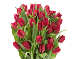 Blooms2Door 30 Red Tulips (Farm-Fresh Flowers, Cut-to-Order, and Homegrown in the USA)