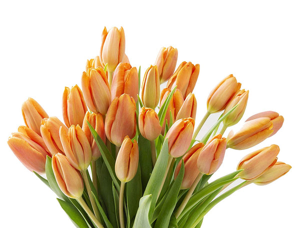 Blooms2Door 30 Orange Tulips (Farm-Fresh Flowers, Cut-to-Order, and Homegrown in the USA)