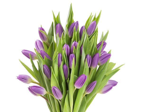Fresh Cut Lavender Tulips: Fresh Cut Flowers