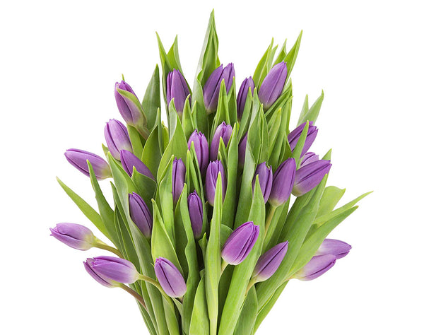 Blooms2Door 30 Purple Tulips (Farm-Fresh Flowers, Cut-to-Order, and Homegrown in the USA)