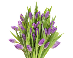 Blooms2Door 30 Purple Tulips (Farm-Fresh Flowers, Cut-to-Order, and Homegrown in the USA)