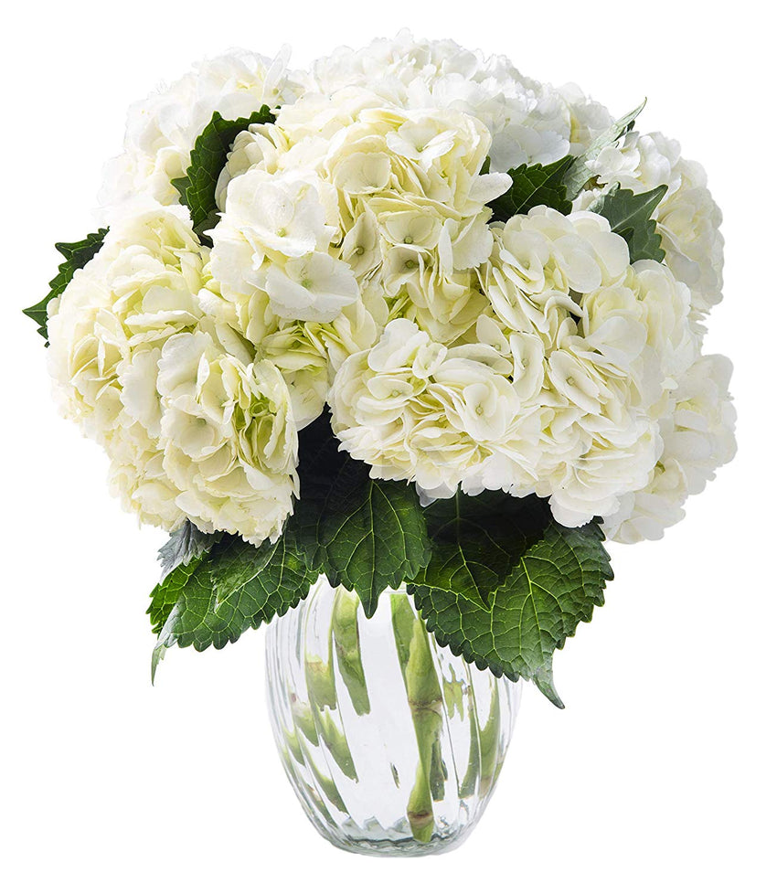 KaBloom A Dance with Fresh Colombian Hydrangeas: 6 White Hydrangeas with Vase