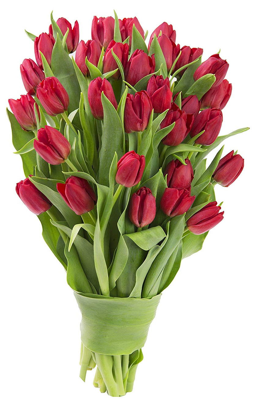 Blooms2Door 30 Red Tulips (Farm-Fresh Flowers, Cut-to-Order, and Homegrown in the USA)