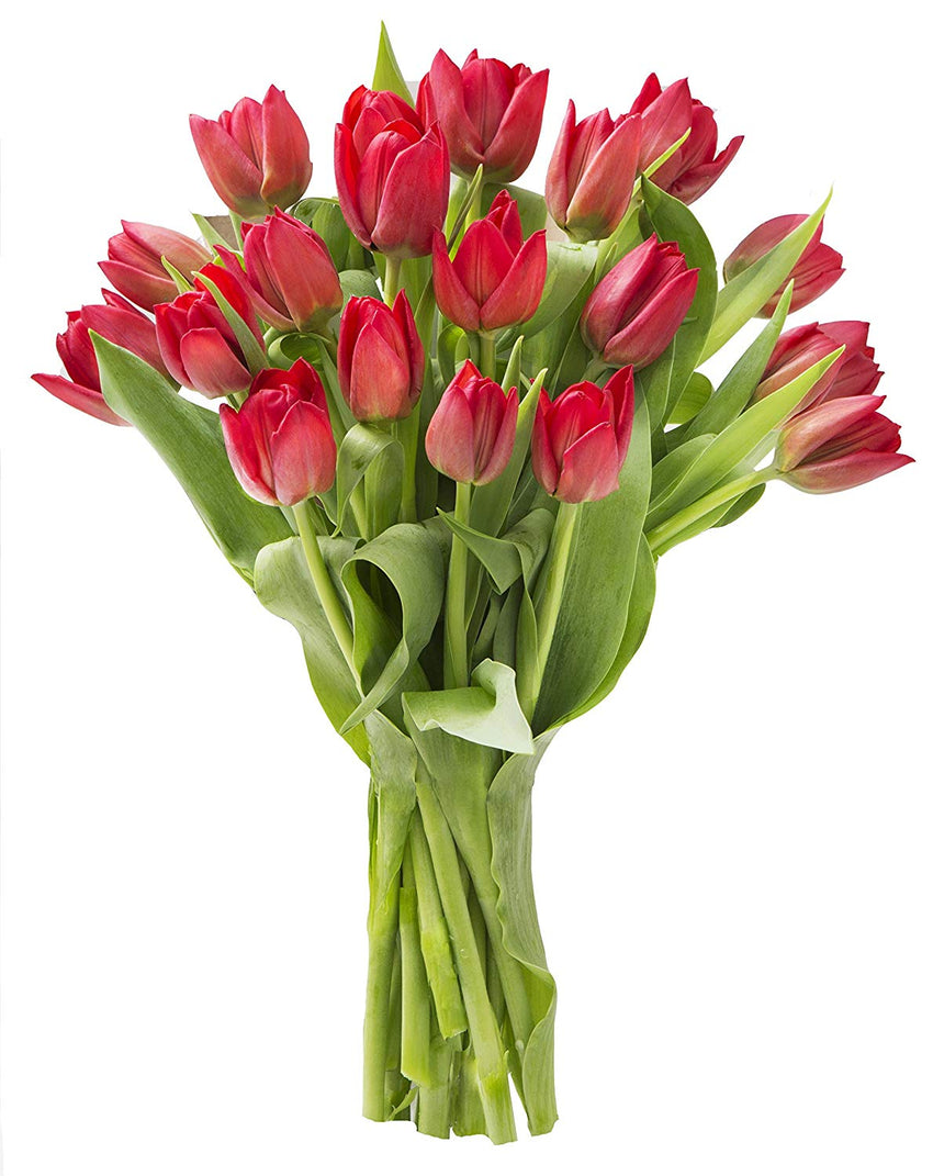 Blooms2Door 20 Red Tulips (Farm-Fresh Flowers, Cut-to-Order, and Homegrown in the USA)