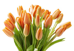 Blooms2Door 20 Orange Tulips (Farm-Fresh Flowers, Cut-to-Order, and Homegrown in the USA)