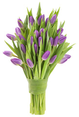 Blooms2Door 30 Purple Tulips (Farm-Fresh Flowers, Cut-to-Order, and Homegrown in the USA)