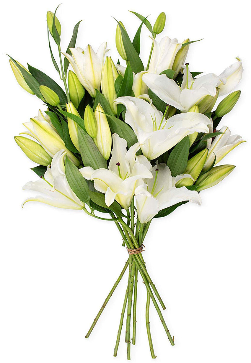 Benchmark Bouquets 8 Stem White Lily Bunch, No Vase (Fresh Cut Flowers)