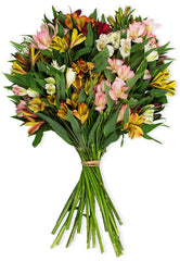 Benchmark Bouquets Assorted Peruvian Lilies, No Vase (Fresh Cut Flowers)