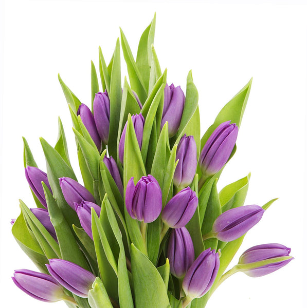 Blooms2Door 20 Purple Tulips (Farm-Fresh Flowers, Cut-to-Order, and Homegrown in the USA)